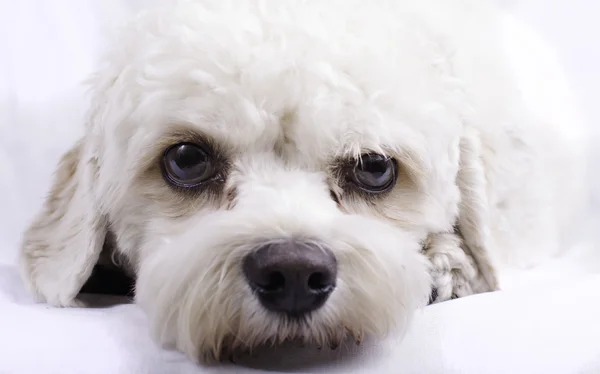 Cavapoo oyuncak köpek