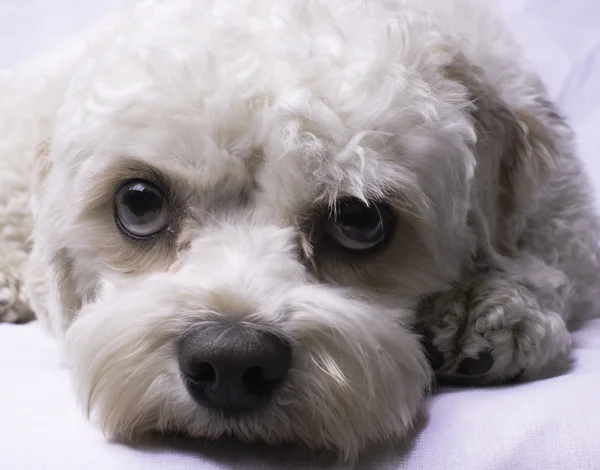 Cavapoo oyuncak köpek