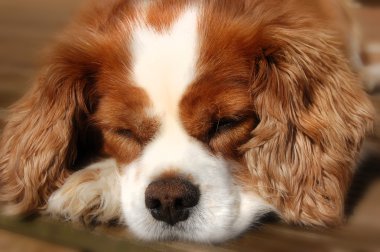 Uyuyan Cavalier King Charles Spaniel köpek