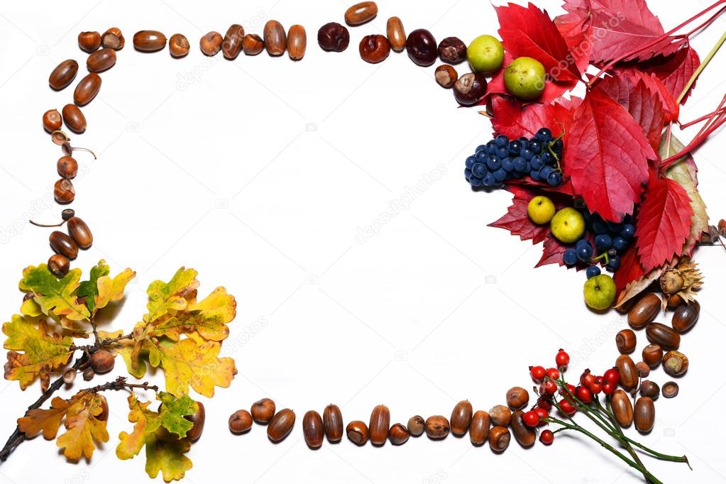 Autumn leaves and acorns over white background. Free space for your text.
