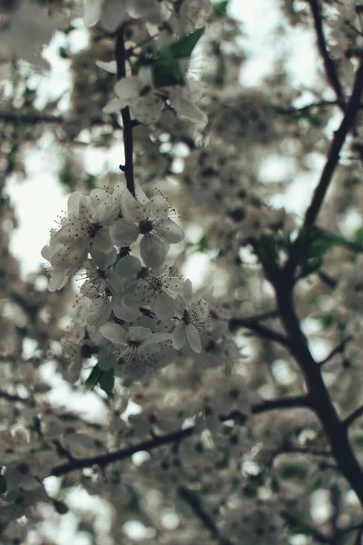 Jaro Přišlo Stromy Kvetou — Stock fotografie