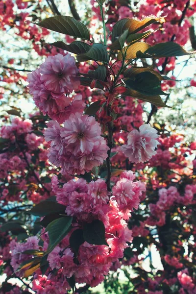 Ένα Όμορφο Δέντρο Sakura Έχει Ανθίσει Στην Πόλη — Φωτογραφία Αρχείου