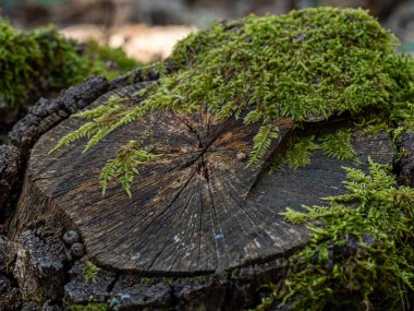 Ormanda kesilmiş bir ağaç.