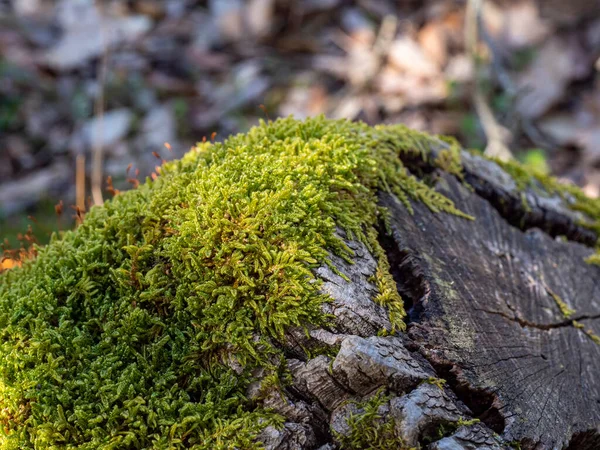 Ein Baum Der Wald Gefällt Wurde — Stockfoto