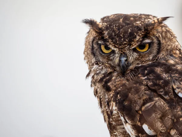 Probing Gaze Owl — Stock Photo, Image