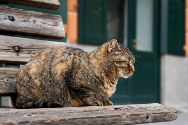 Bankta uyuyan bir kedi