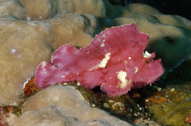 Altında güzel bir yaprak balığı resmi.