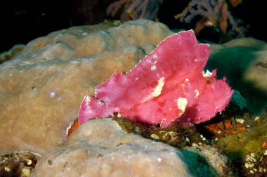 Altında güzel bir yaprak balığı resmi.