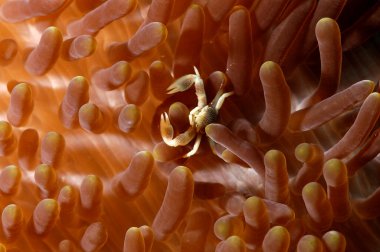 İnini koruyan güzel bir porselen yengeç resmi.