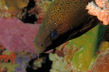 A giant moray coming out of its lair