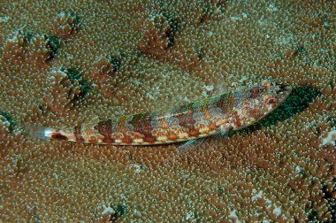 A picture of a lizardfish resting on a coral