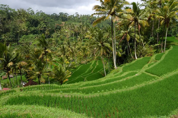 Picture Rice Terrace Bali — Stock Photo, Image