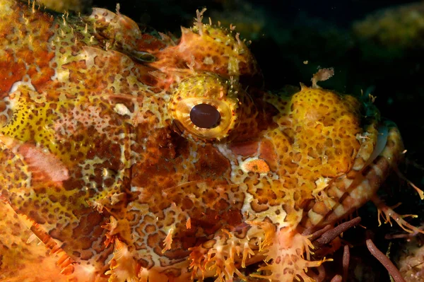 Una Foto Uno Scorfano Velenoso Appoggiato Sul Fondo — Foto Stock