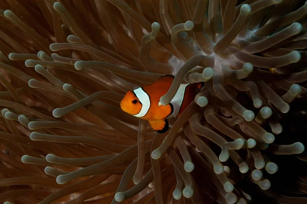 Una Foto Bellissimo Anemone Pesce Pagliaccio — Foto Stock