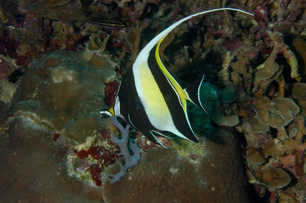 Beautiful Picture Longfin Bannerfish Coral Reef — Photo