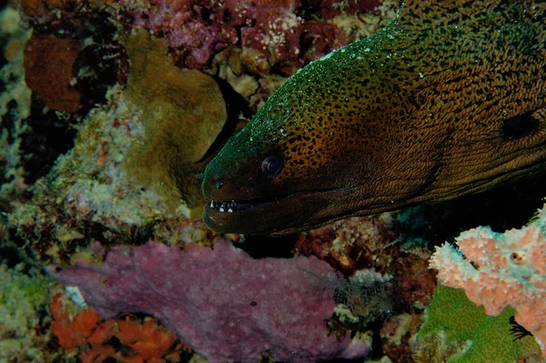 Giant Moray Coming Out Its Lair — ストック写真