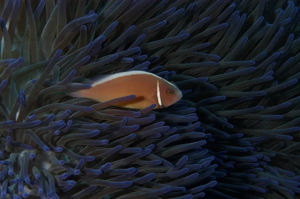 Una Foto Bellissimo Anemone Pesce Pagliaccio — Foto Stock