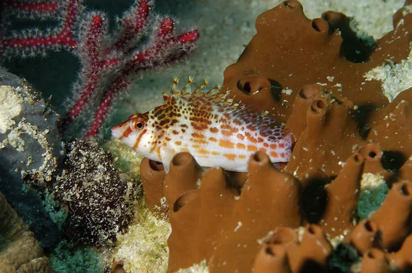 Una Foto Pesce Falco Sul Corallo — Foto Stock