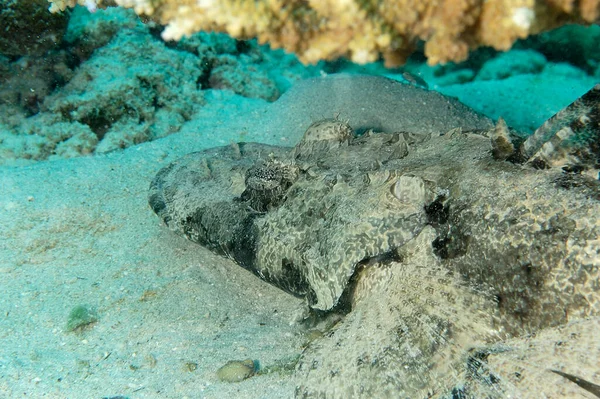 Picture Crocodilefish Resting Bottom — Stock Photo, Image