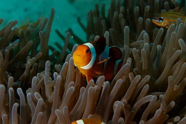 Picture Beautiful Anemone Clown Fish — Stock Photo, Image