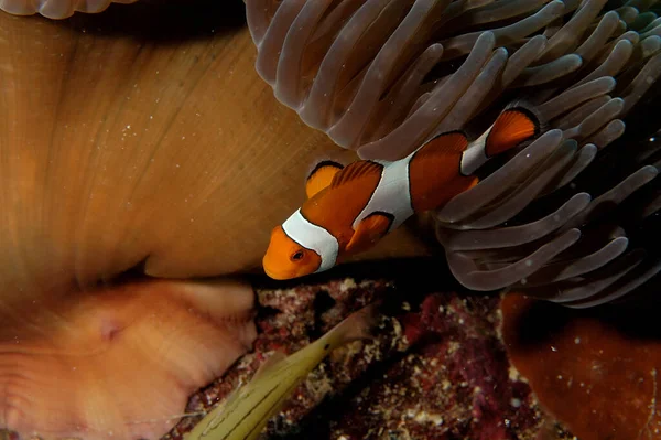 Una Foto Bellissimo Anemone Pesce Pagliaccio — Foto Stock