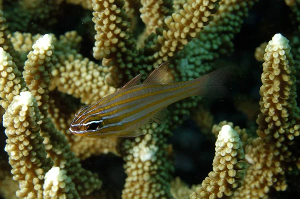 Picture Beautiful Yellowstriped Cardinalfish — Photo