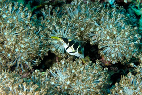 Picture Beautiful Banded Puffer Fish Coral — Foto Stock