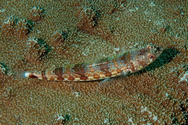 Picture Lizardfish Resting Coral — Stock Photo, Image