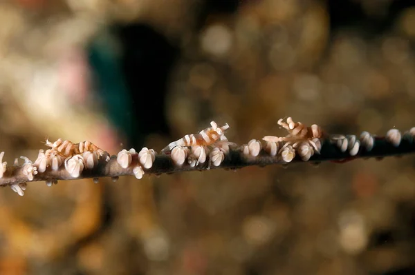 Picture Whip Coral Partner Shrimp Whip Coral — Stock Photo, Image
