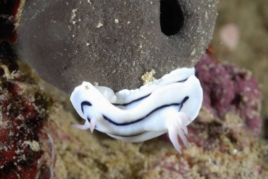 Renkli ve güzel dalların bir resmi.