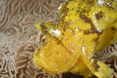 Altında güzel bir yaprak balığı resmi.