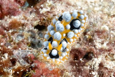 Renkli ve güzel dalların bir resmi.