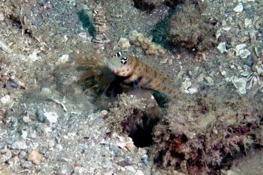 Kumda turuncu benekli karides goby resmi.