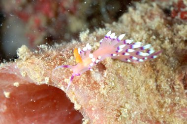 Renkli ve güzel dalların bir resmi.