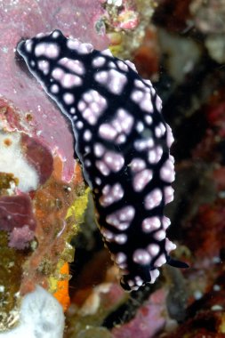 Renkli ve güzel dalların bir resmi.