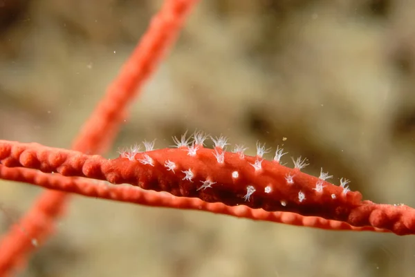 Picture Beautiful Spindle Cowry Coral — Φωτογραφία Αρχείου