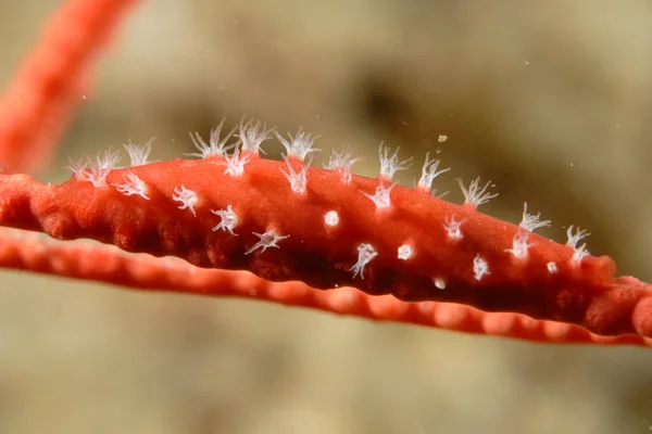 Picture Beautiful Spindle Cowry Coral — 스톡 사진