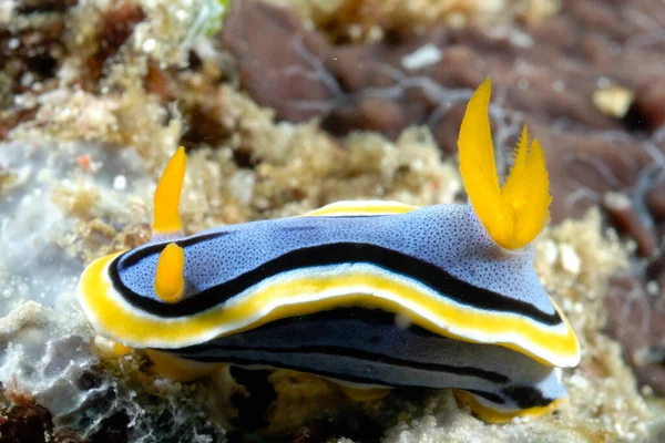 Una Foto Algunas Hermosas Coloridas Nudibranquias —  Fotos de Stock