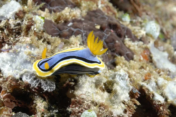 Una Foto Algunas Hermosas Coloridas Nudibranquias —  Fotos de Stock