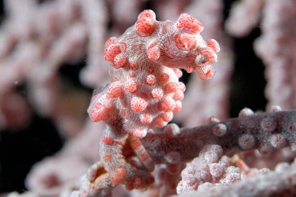 Tiny Pygmy Seahorse Hidden Coral — Stock Photo, Image