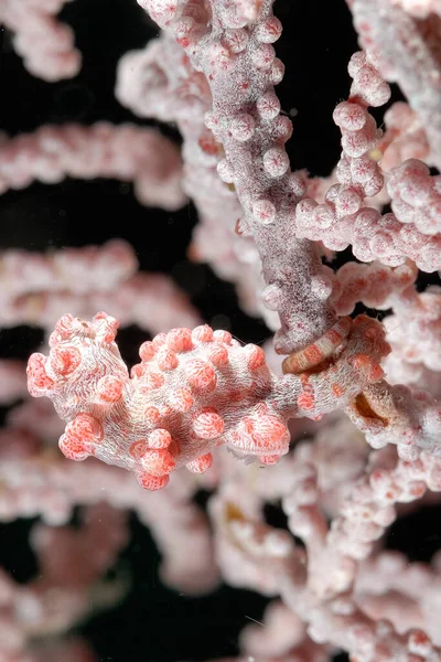 Mercanların Arasına Gizlenmiş Küçük Bir Pigme Deniz Atı — Stok fotoğraf