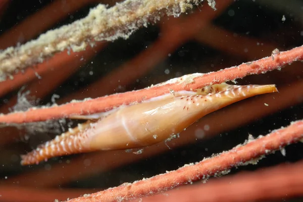 Picture Beautiful Spindle Cowry Coral — 스톡 사진