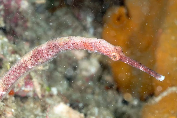 Obrázek Pipefish Dlouhým Nosem Dně — Stock fotografie