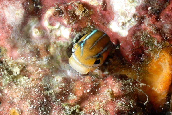 Beautiful Picture Tiny Blenny Coming Out Its Lair — Stock Photo, Image