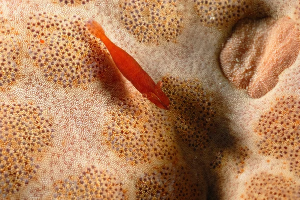 A picture of a beautiful starfish shrimp