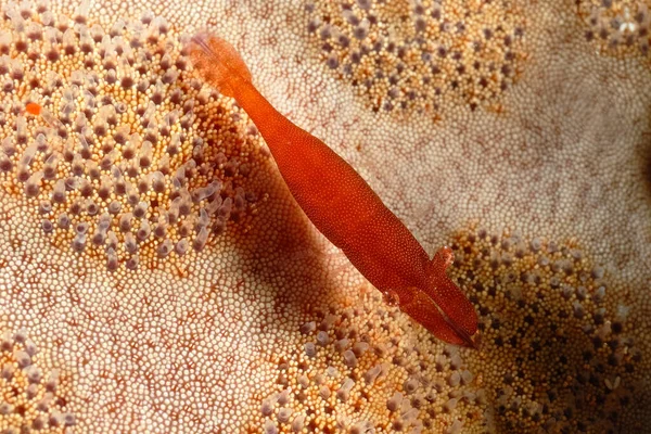 Una Foto Una Hermosa Estrella Mar Camarones — Foto de Stock