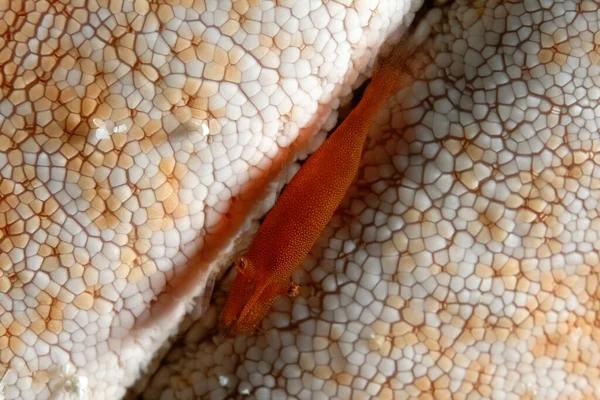 Una Foto Una Hermosa Estrella Mar Camarones — Foto de Stock