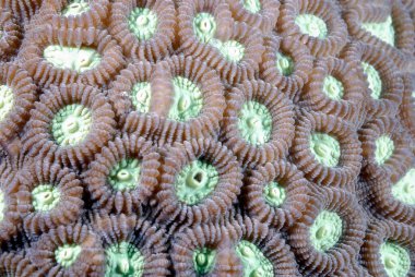 Sağlıklı bir mercan resifinin güzel bir resmi.