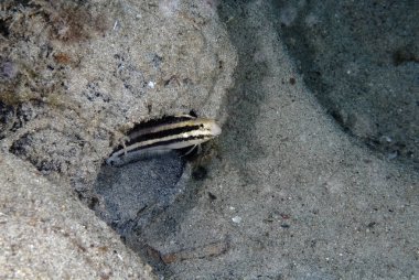 A picture of a shorthead sabretooth blenny coming out of its lair