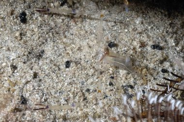 Güzel bir pençe cuapetes karides resmi.